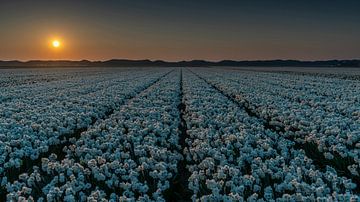 Jonquilles sur Texel sur Texel360Fotografie Richard Heerschap