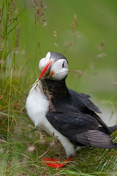 Pappagaaiduiker tussen het gras / Puffin inbetween grass 