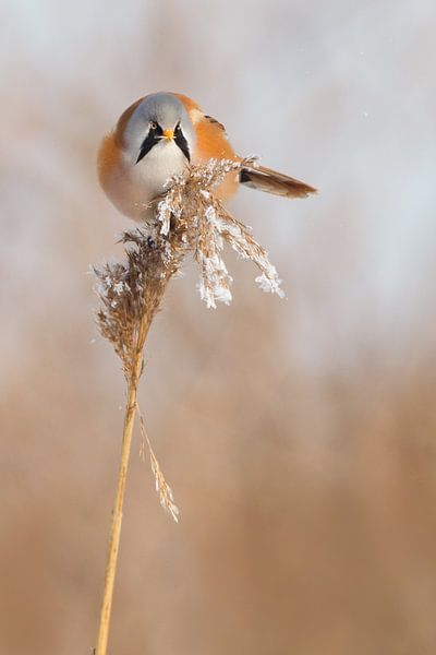 Baardmannetje in het riet in de winter van Jeroen Stel