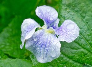 Violets after a Rain sur Iris Holzer Richardson
