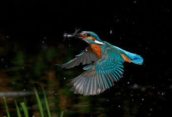 Ijsvogel met vangst