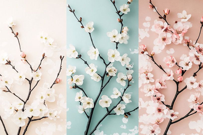 Soft blossom branches on pastel by Imperial Art House