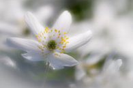 Roschen von Mario Brussé Fotografie Miniaturansicht