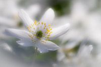 Bosanemoon in de lente