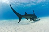Hammerhead Tales