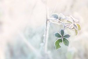 Frozen leaf sur Christa Thieme-Krus