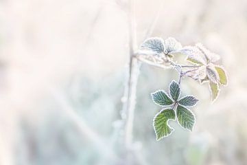 Frozen leaf by Christa Thieme-Krus