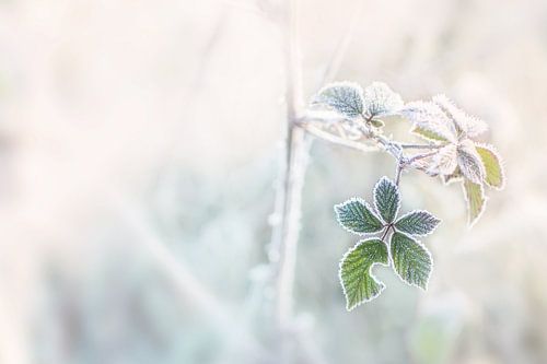 Frozen leaf