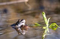Sich paarende Frösche von der Seite gesehen, im Sumpf