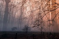 Mysterious forest in earth tones