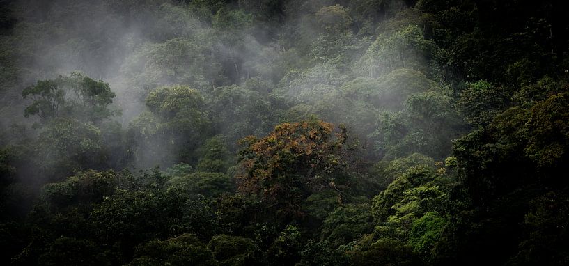 Dunkles Wald-Panorama von Jeroen Mikkers