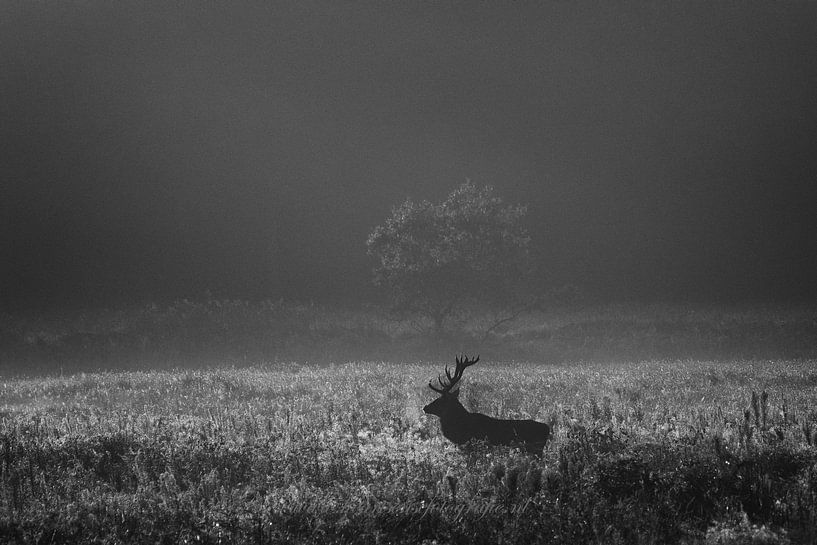 red deer in open field by Edwin Hoek