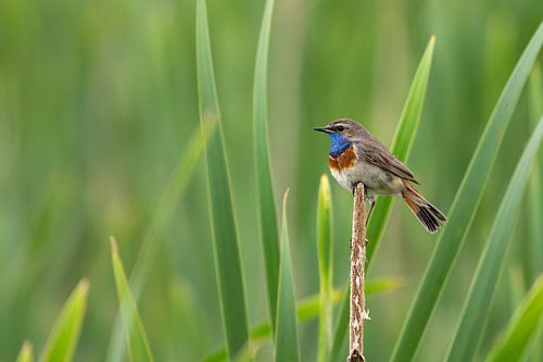 Bluethroat on a reed canary by Jeroen van Deel