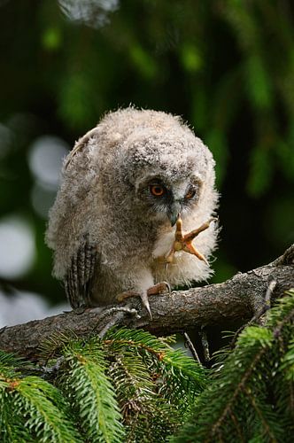 Uil, ransuil (Asio otus), jonge vogel, tak in een conifeer, bewondert zijn eigen voeten, lange, punt van wunderbare Erde