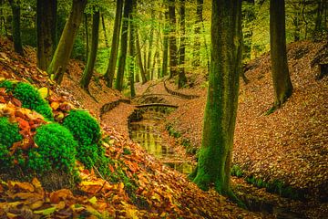 Herbstwald von John Goossens Photography