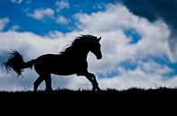 Paarden silhouette van Merel Bormans thumbnail