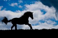 Paarden silhouette