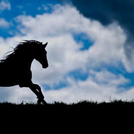 Paarden silhouette by Merel Bormans