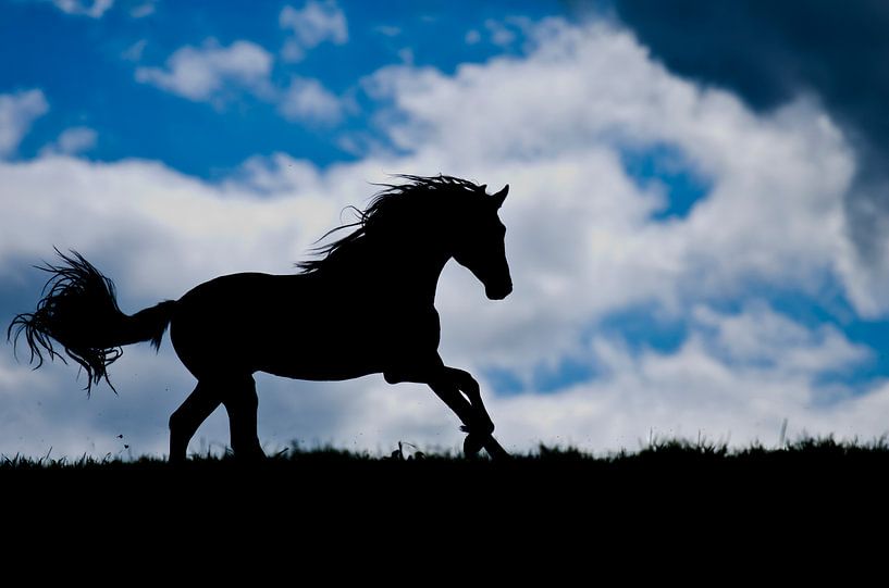 Paarden silhouette van Merel Bormans