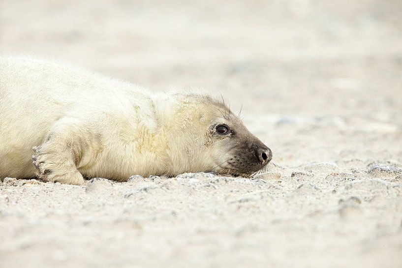 Seal by Ronald Kromkamp