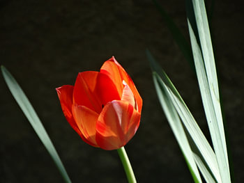 Lentebloemen collectie