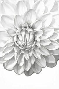 Schwarz-Weiß-Dahlie