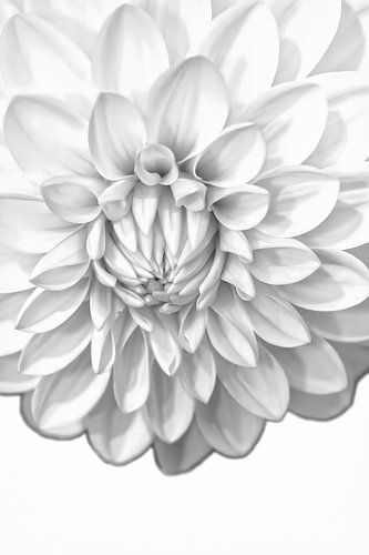 Zwart wit Dahlia