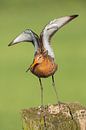Black-tailed godwit on a pole in a meadow. by Rob Christiaans thumbnail