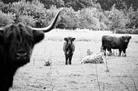 Vier jonge Schotse Hooglanders