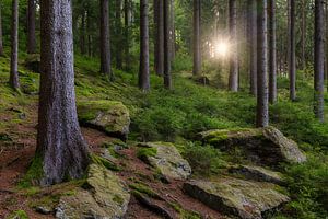 Sonne im erzgebirgischen Wald