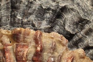 Oyster Shells right