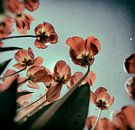 Vintage Tulip von Kim Verhoef Miniaturansicht