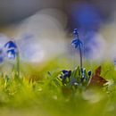 Iris nain (iris reticulata) sur fond de bokeh au début du printemps par Kim Willems Aperçu