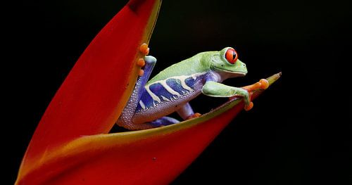 blad kikker ontwaakt