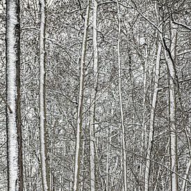 Winter trees by Hanneke Luit