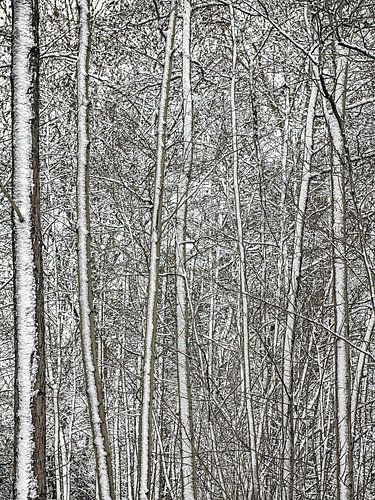 Winterse bomen van Hanneke Luit