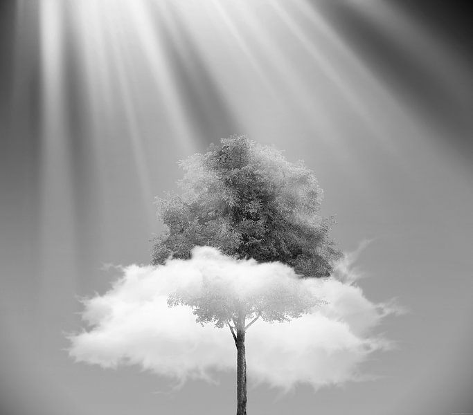 Eine Schwarz-Weiß-Fotografie einer Wolke, die durch einen Baum zieht von Dreamy Faces