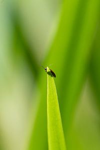 Le charançon a grimpé sur un brin d'herbe.