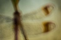Bandheidelibel van Douwe Schut thumbnail