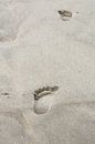 Voetstappen op het strand / Footsteps on the beach  / Des pas sur la plage van Margreet Frowijn thumbnail