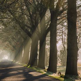 Zonneharpen sur Diana de Vries