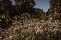 Botanical Garden | Kirstenbosch | South Africa | Cape Town