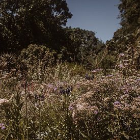 Botanischer Garten | Kirstenbosch | Südafrika | Kapstadt von Floor Bogaerts