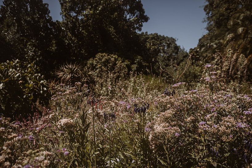 Botanical Garden | Kirstenbosch | South Africa | Cape Town by Floor Bogaerts