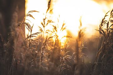 Zonsondergang closeup van grassprieten en riet van Marjolijn Barten