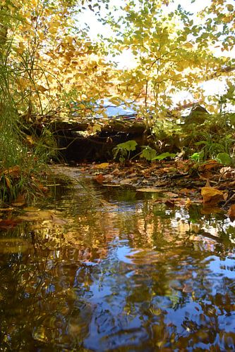 Reflectie op de beek in de esdoornboomgaard