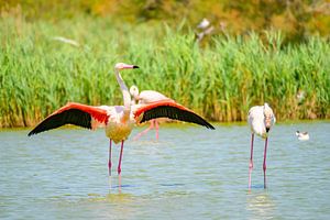 Flamingo in der Camarque in Südfrankreich