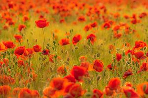 Summer evening feeling poppy field