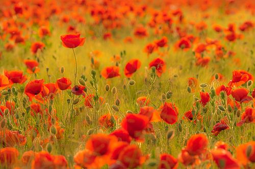 Sommerabendstimmung im Mohnfeld von Moetwil en van Dijk - Fotografie