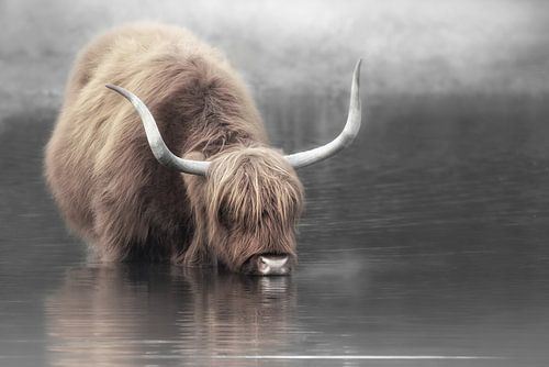 Scottish Highlander by Karel Ton